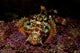 Small red scorpionfish on purple coral in Indonesia poster print.