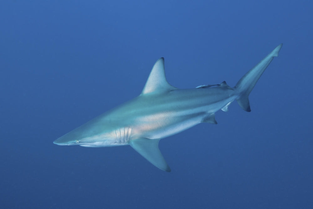 Oceanic blacktip shark swimming with remora, Aliwal Shoal, South Africa poster print.