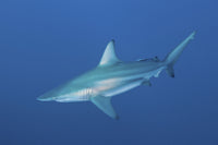 Oceanic blacktip shark swimming with remora, Aliwal Shoal, South Africa poster print.