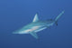 Oceanic blacktip shark swimming with remora, Aliwal Shoal, South Africa poster print.