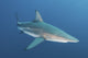 Oceanic blacktip shark swimming with remora in Aliwal Shoal, South Africa.