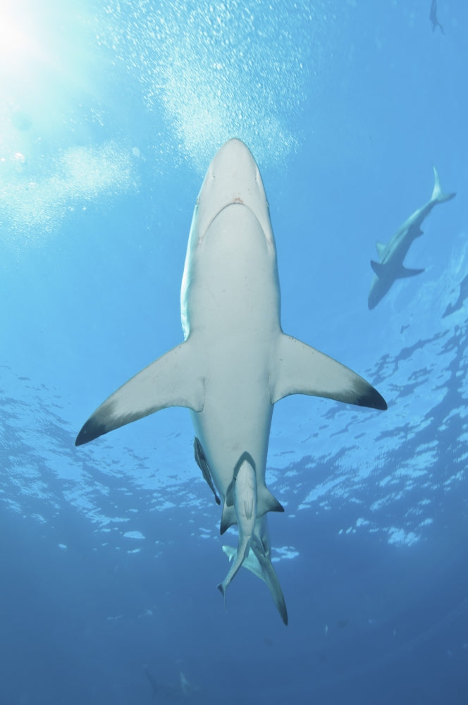 Oceanic Blacktip Sharks swimming near the surface with remoras at Aliwal Shoal, South Africa.
