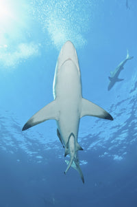 Oceanic Blacktip Sharks swimming near the surface with remoras at Aliwal Shoal, South Africa.