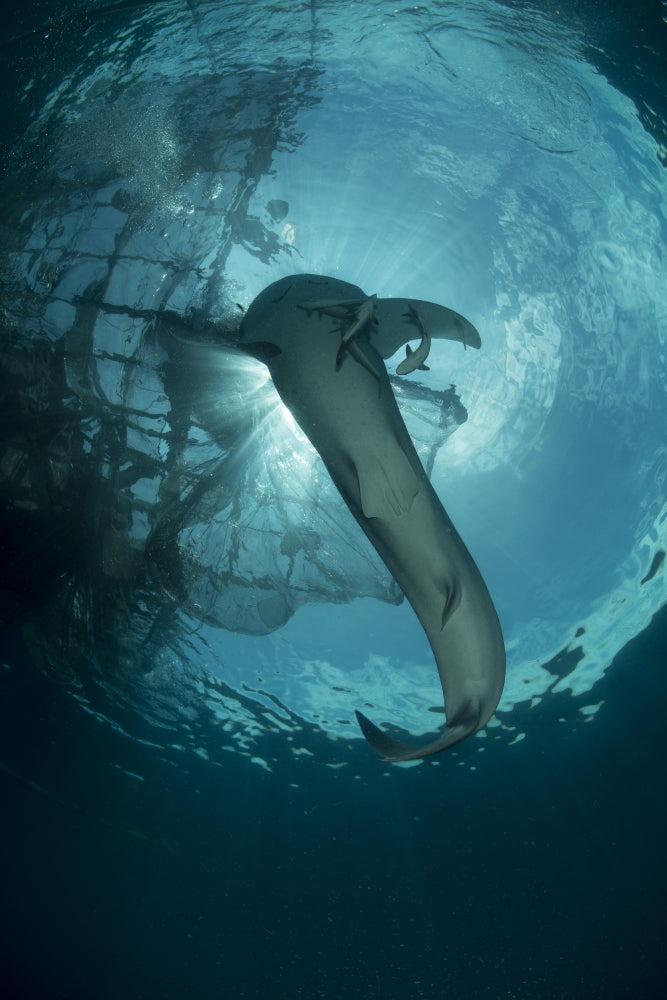 Whale shark swimming silhouette poster print from Cenderawasih Bay