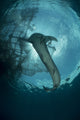Whale shark swimming silhouette poster print from Cenderawasih Bay