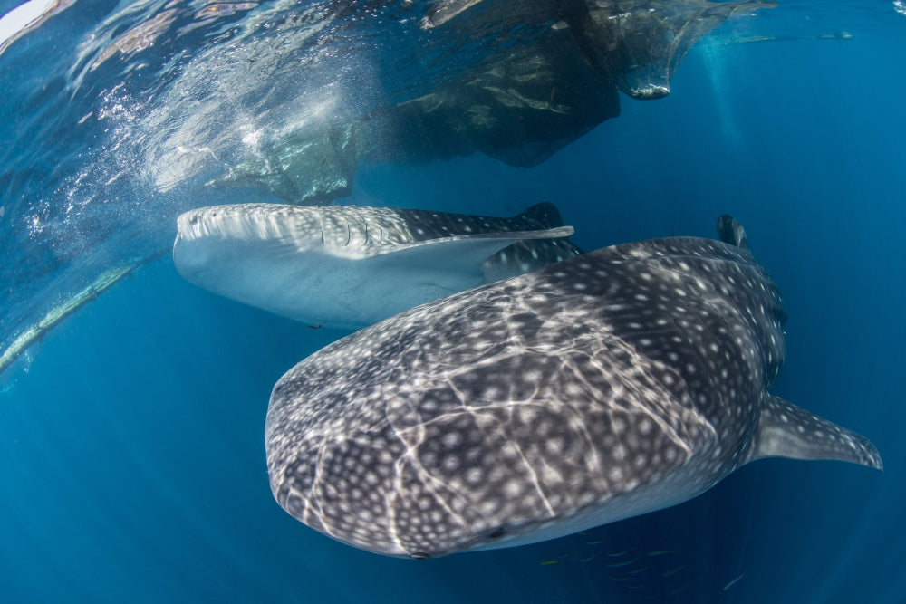 Whale sharks swimming near the surface in Cenderawasih Bay, Indonesia.