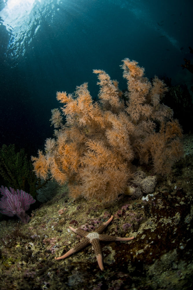 Orange black coral bush poster print featuring a pink sea star in Raja Ampat, Indonesia.