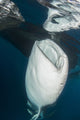 Large whale shark siphoning water from fishing nets in Cenderawasih Bay, West Papua, Indonesia.