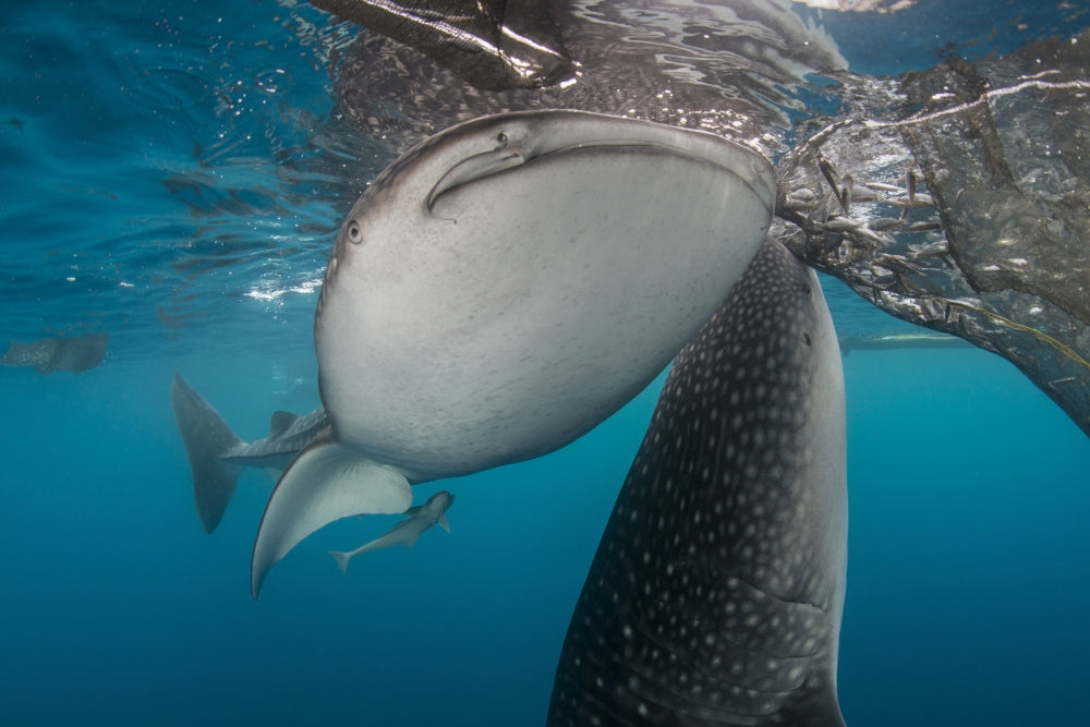 Whale sharks siphoning water near the surface in Cenderawasih Bay, Indonesia poster print.