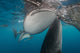 Whale sharks siphoning water near the surface in Cenderawasih Bay, Indonesia poster print.