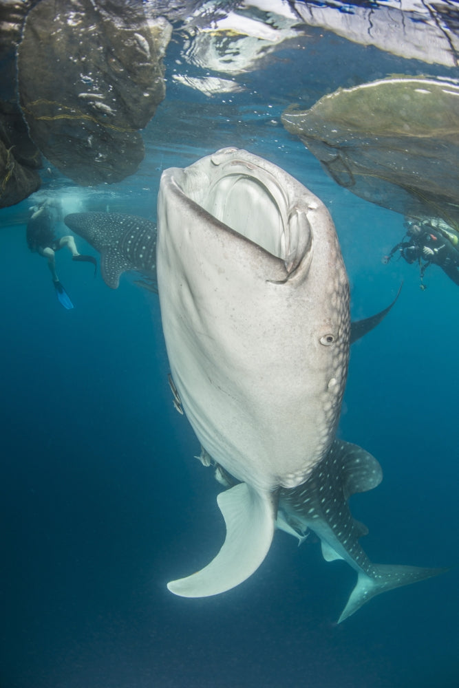 Whale sharks with remora in Cenderawasih Bay, Indonesia poster print.