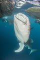 Whale sharks with remora in Cenderawasih Bay, Indonesia poster print.