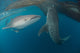 Whale sharks swimming under fishing nets in Cenderawasih Bay poster print.