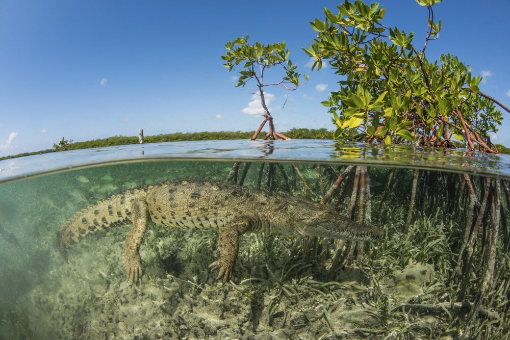 American saltwater crocodile swimming in mangroves poster print.