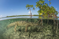 American saltwater crocodile swimming in mangroves poster print.