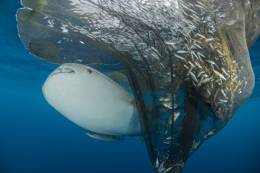 Whale shark swimming under fishing nets in Cenderawasih Bay, West Papua, Indonesia - Poster Print