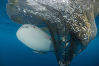 Whale shark swimming under fishing nets in Cenderawasih Bay, West Papua, Indonesia - Poster Print