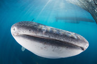 Whale shark swimming under a boat in Cenderawasih Bay, Indonesia poster print.