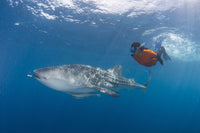 Snorkeler swimming with a whale shark in Cenderawasih Bay poster print.