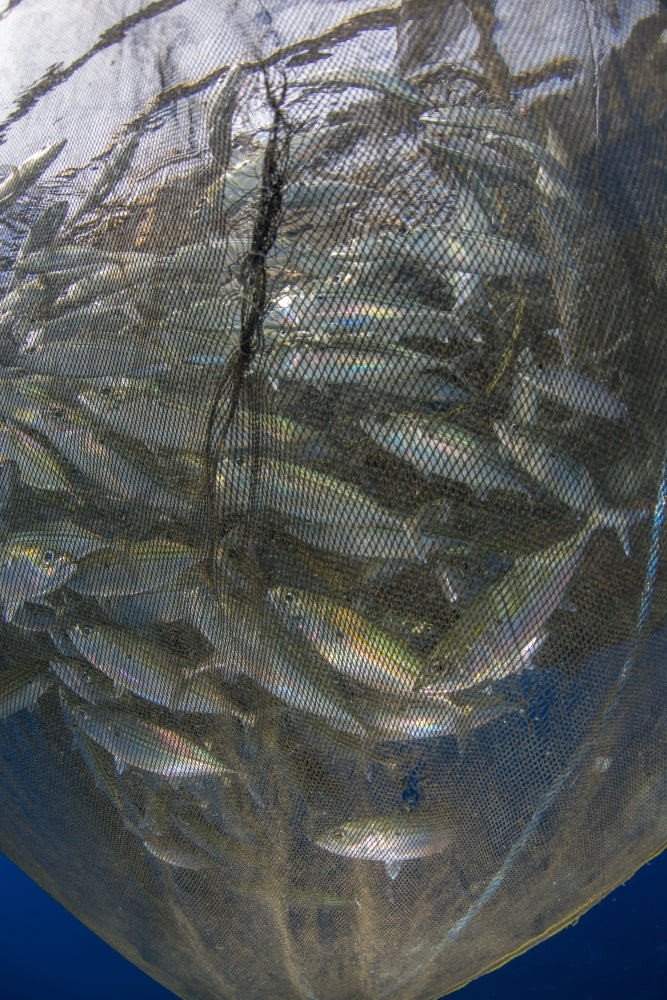 Fishing net with silvery and golden fish in Cenderawasih Bay, West Papua, Indonesia poster print.