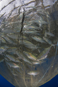 Fishing net with silvery and golden fish in Cenderawasih Bay, West Papua, Indonesia poster print.