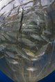 Fishing net with silvery and golden fish in Cenderawasih Bay, West Papua, Indonesia poster print.