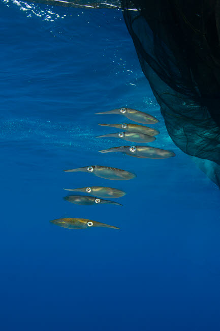 Group of squids swimming near fishing net poster print