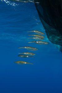 Group of squids swimming near fishing net poster print