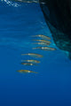 Group of squids swimming near fishing net poster print