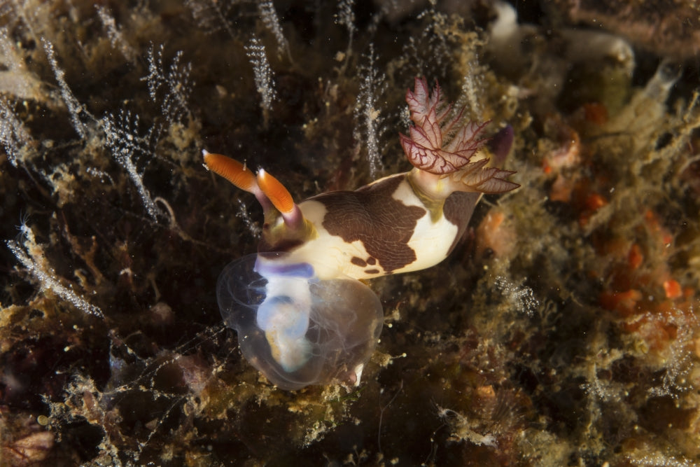 Chamberlain's Nembrotha (Nembrotha chamberlaini) underwater poster print showcasing vibrant marine life.