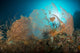 Gorgonian sea fan and black crinoid star underwater print from Derawan Islands.