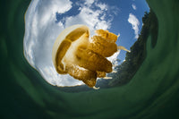 Golden jellyfish silhouetted against the sky in Kakaban Lake, Indonesia