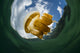 Golden jellyfish silhouetted against the sky in Kakaban Lake, Indonesia