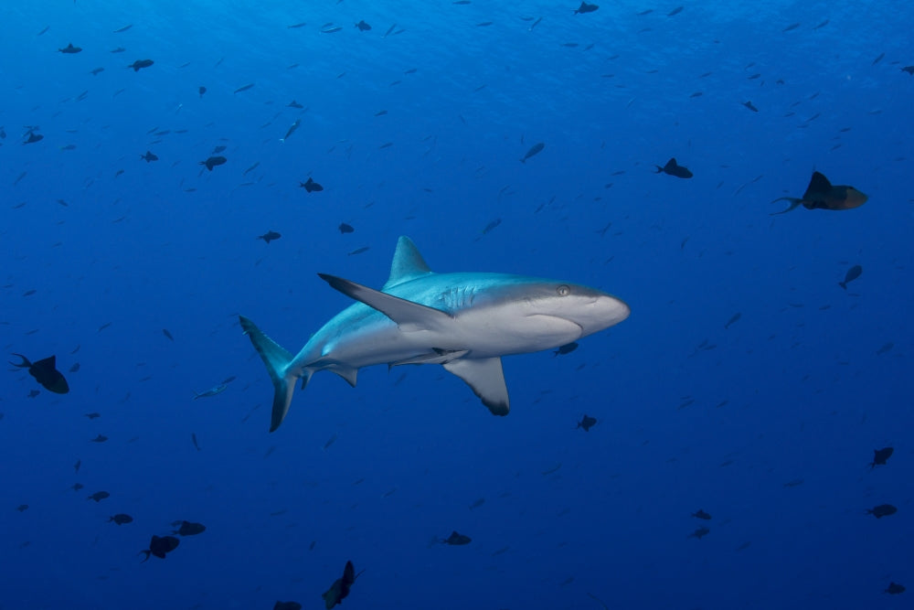 Grey reef shark swimming in blue water with triggerfish and fusiliers.