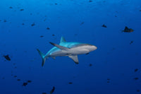Grey reef shark swimming in blue water with triggerfish and fusiliers.