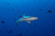 Grey reef shark swimming in blue water with triggerfish and fusiliers.