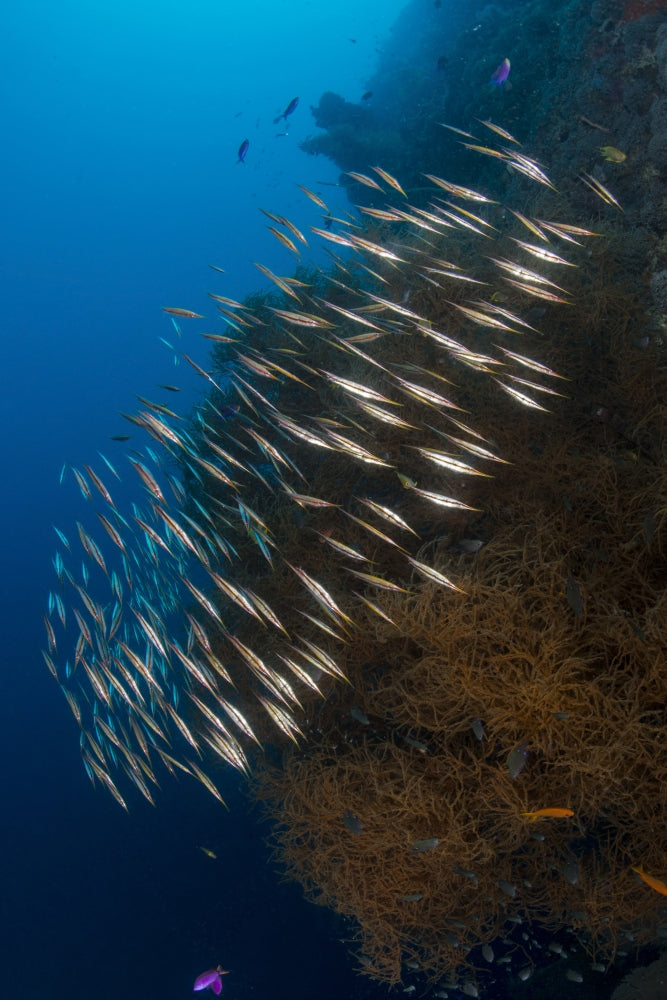 Poster print of a large school of razorfish swimming over colorful coral.