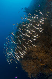 Poster print of a large school of razorfish swimming over colorful coral.