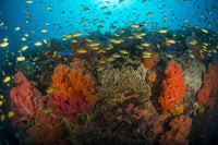 Vibrant poster of orange and yellow anthias over coral in Cebu