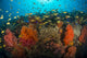 Vibrant poster of orange and yellow anthias over coral in Cebu