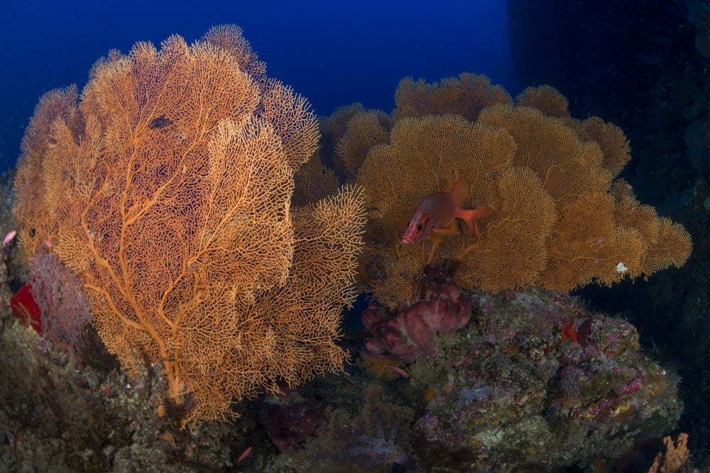 Red Sabre Squirrelfish hiding in gorgonian sea fans poster print.