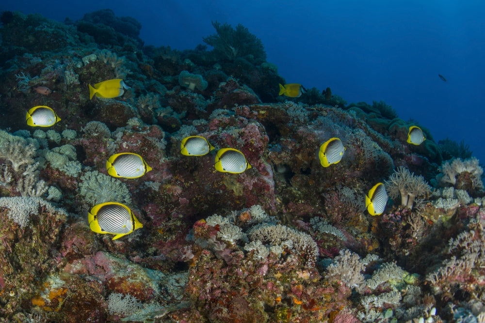 School of butterflyfish and rabbit fish swimming over colorful coral reef in Spratly Islands, Malaysia