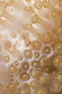 Tiny juvenile orange striped goby on white and beige coral poster print.