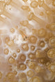 Tiny juvenile orange striped goby on white and beige coral poster print.