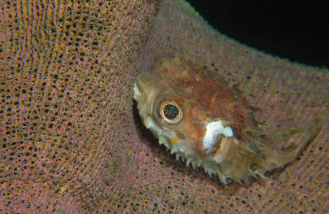 Juvenile Porcupinefish swimming along a brown sponge poster print.