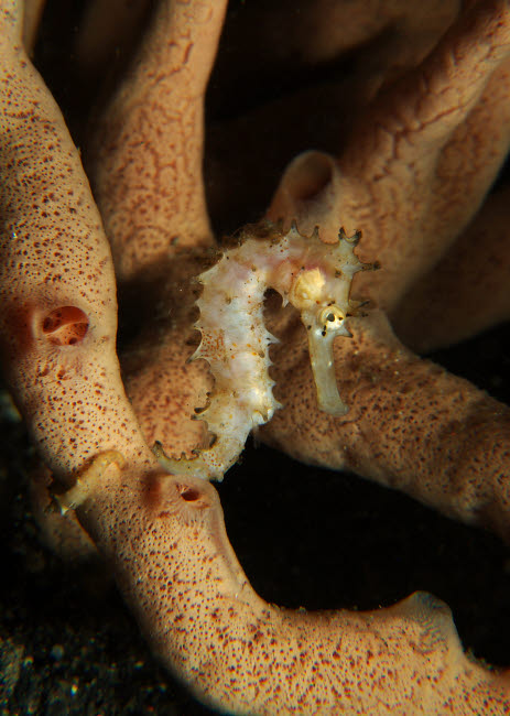 Juvenile thorny seahorse on orange tubular sponge poster print
