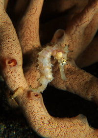 Juvenile thorny seahorse on orange tubular sponge poster print