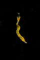 Unidentified Tiny Juvenile Yellow Pipehorse Poster Print by Stocktrek Images.