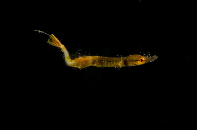 Juvenile yellow pipehorse poster print showcasing vibrant marine life.