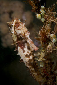 Large mottled thorny seahorse clinging to seaweed with green and white tunicates.